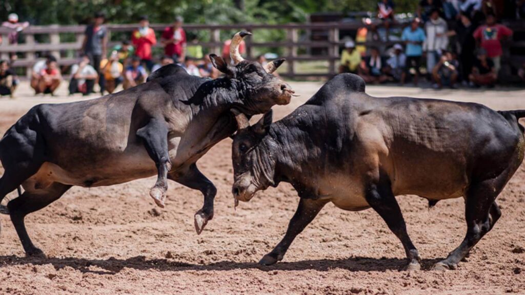 cowbattle