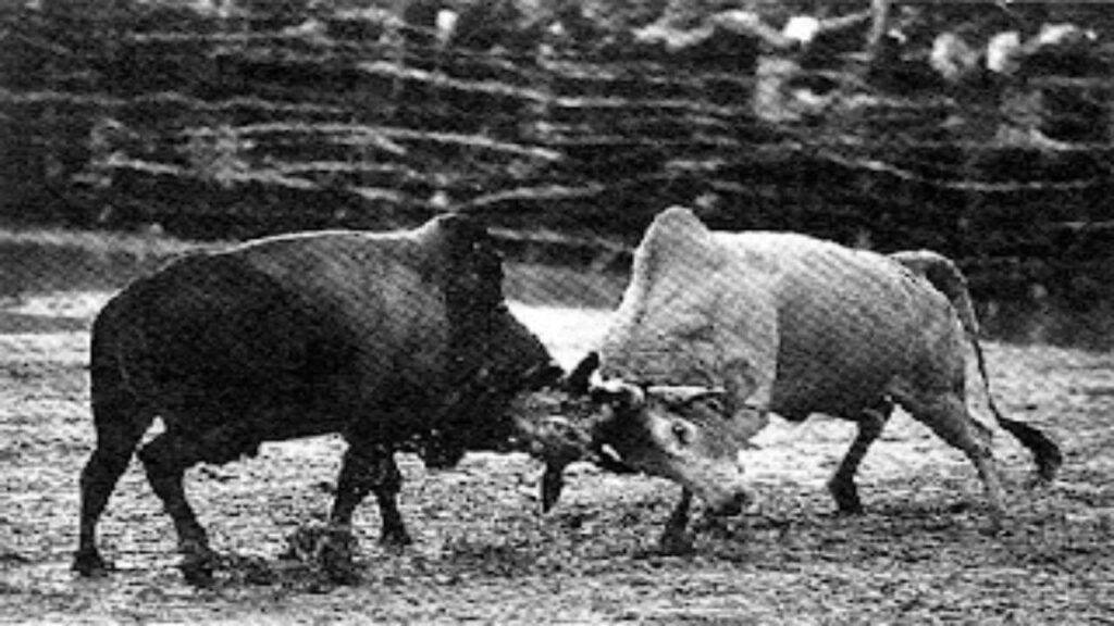 cowbattle
